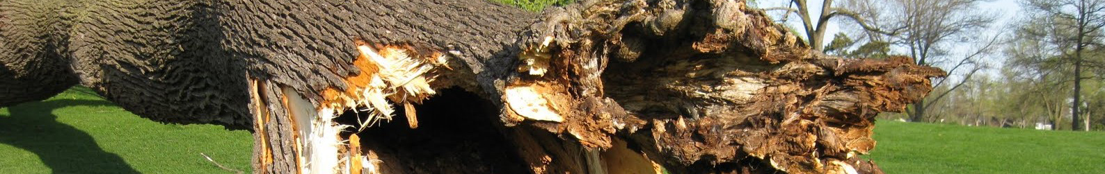 7_arbormed_2